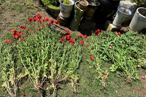 창원해경, 대마,양귀비 등 마약류 범죄 근절 위한 집중단속에 나서(250402) 사진1