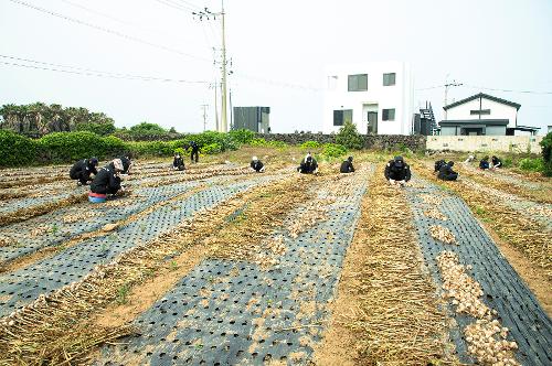 (250528) 마늘농가 농촌 일손돕기 2