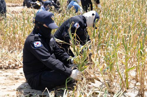 (260511) 농번기 농촌일손돕기 자원봉사 5