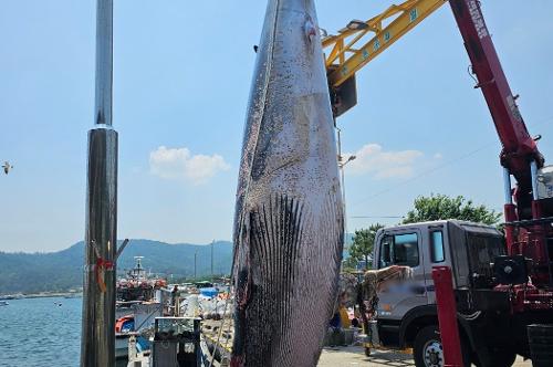 240612 포항해경, 대본항 인근 해상 밍크고래 혼획 사진1