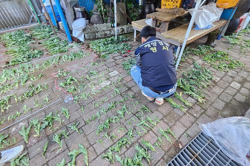 240624 양귀비·대마 등 마약류 식물 개화기 특별단속 중 사진2