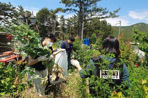 240624 양귀비·대마 등 마약류 식물 개화기 특별단속 중 사진4