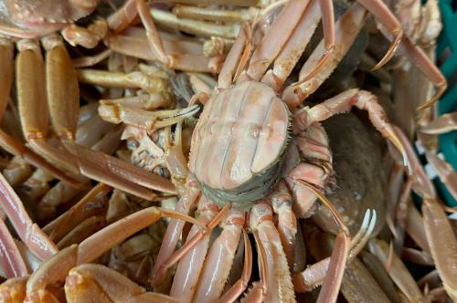포항해경, 암컷 대게 보관한 60대 유통업자 적발 2