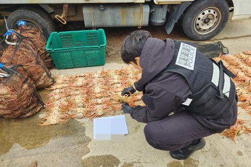 포항해경, 암컷 대게 보관한 60대 유통업자 적발 1
