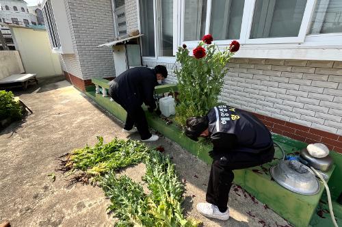 (260402) 포항해경, 대마‧양귀비 재배 등 마약류 범죄 집중단속 2