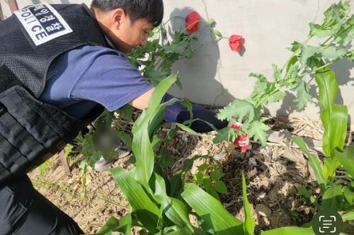 (260402) 포항해경, 대마‧양귀비 재배 등 마약류 범죄 집중단속 1