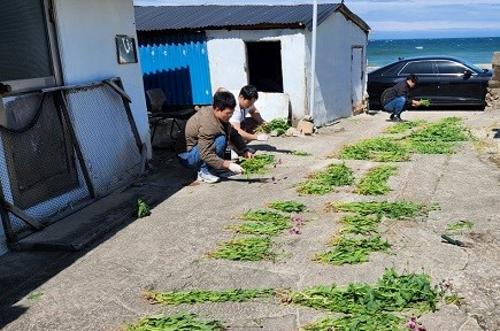 (5월 29일) 울진해경, 대마·양귀비 재배 등 마약류 범죄 집중단속 사진3